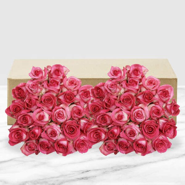50-stem Bi-color Pink Roses