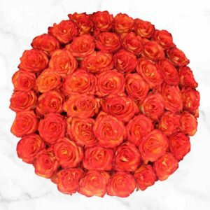 50-stem Bi-color Orange Roses