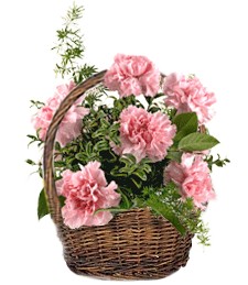Carnation Basket